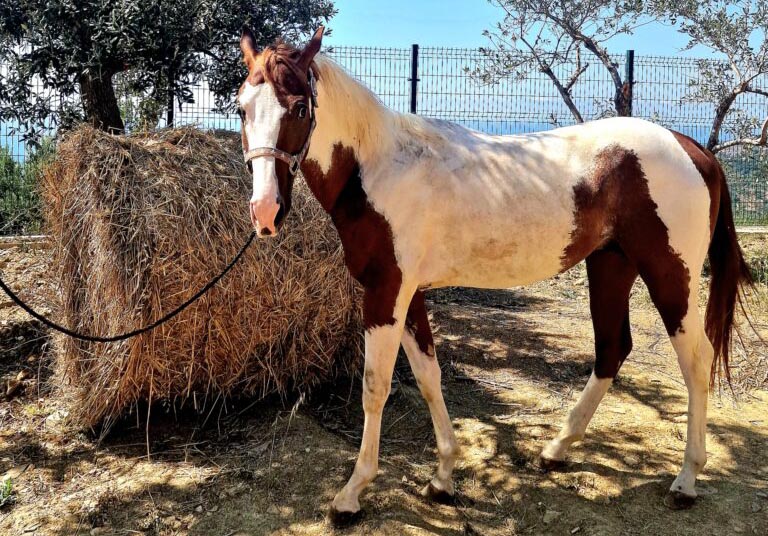 Ranch U Craparizzo esperienze a cavallo